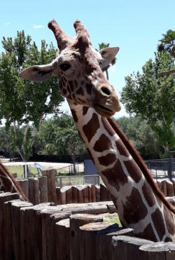 Photo of a giraffe in the Wildlife World Zoo